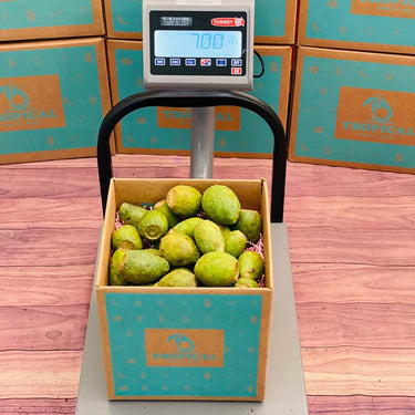 Green Cactus Pear | Prickly Pear Box